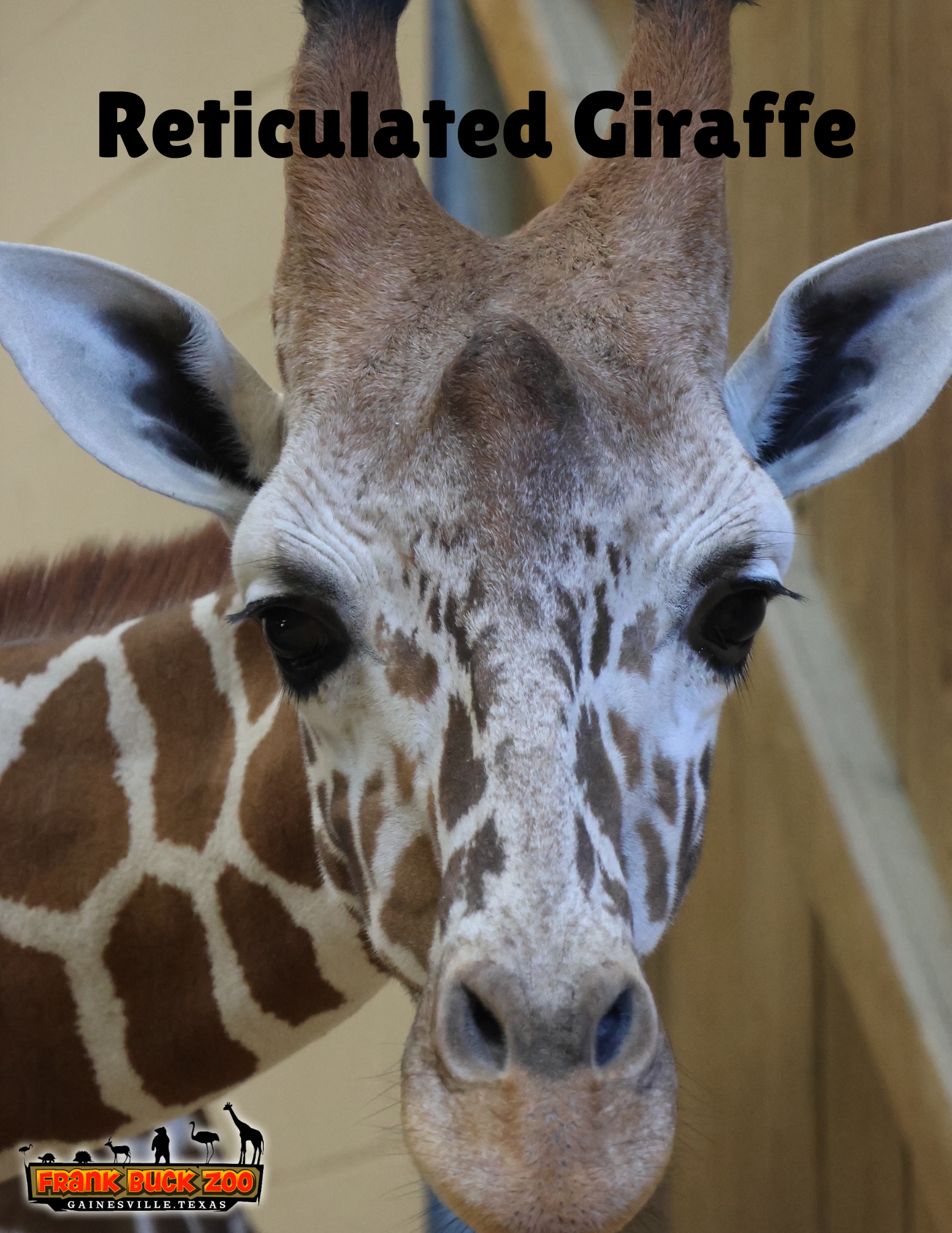 Reticulated Giraffe w logo