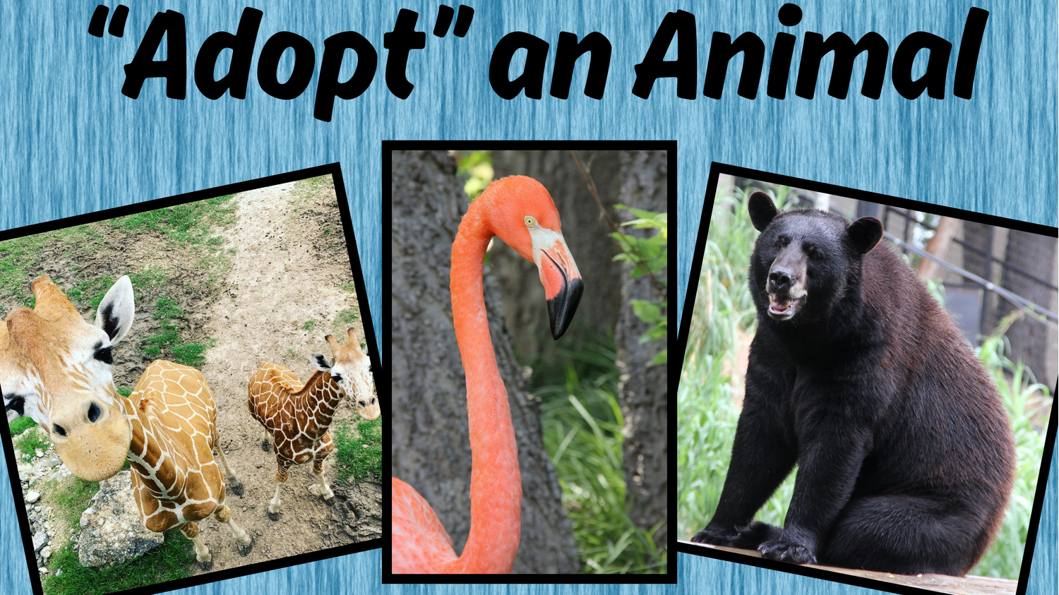 Adopt an animal page photo.jpg