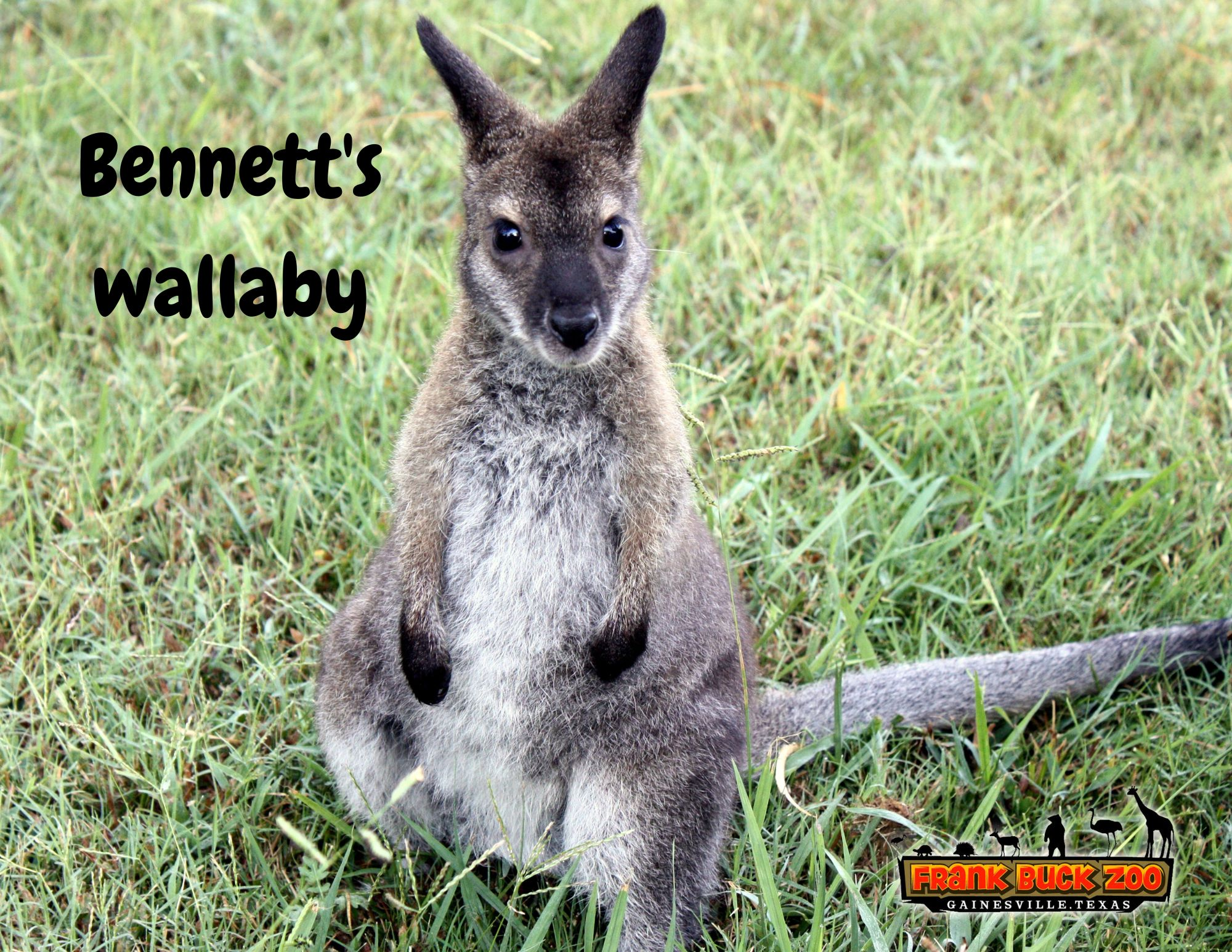 Bennet Wallaby Adopt an animal photo