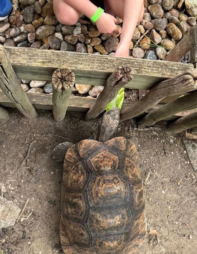 Tortoise feeding