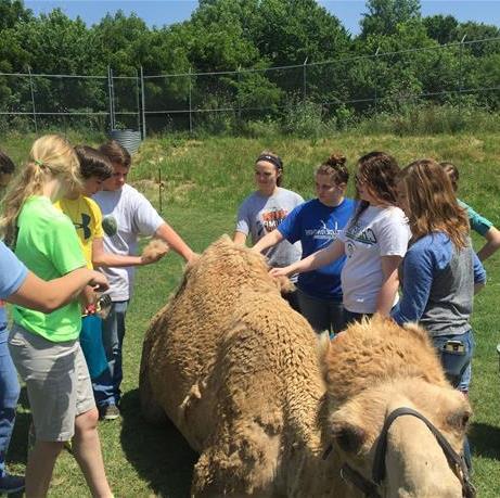 Kids Petting a Llama