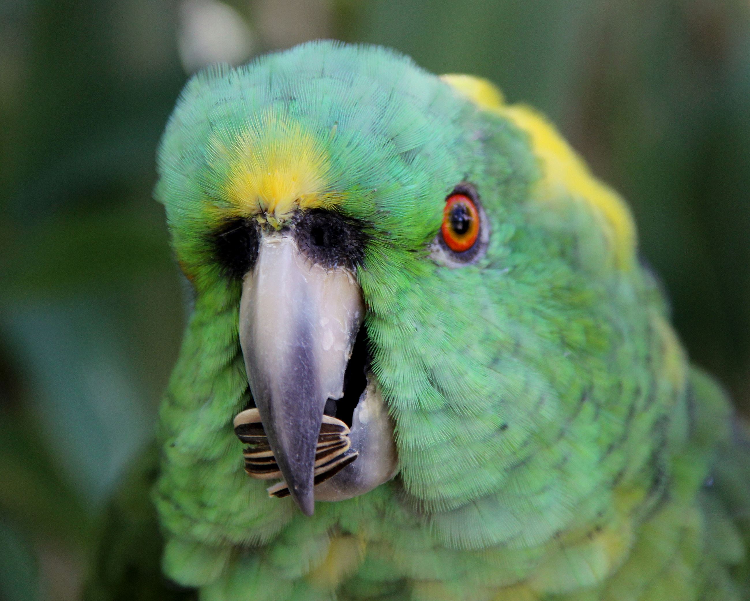 Yellow Naped Amazon
