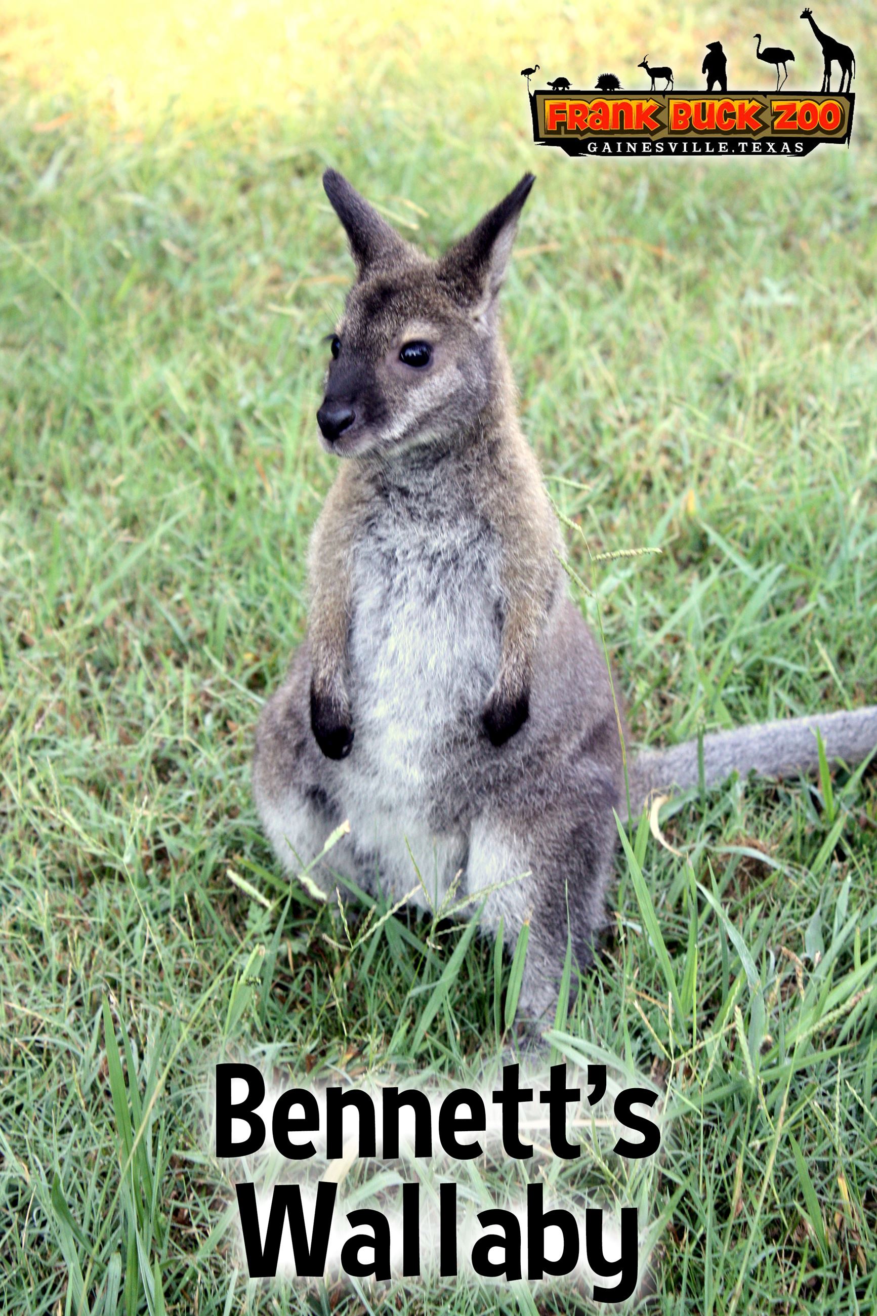 Bennetts Wallaby