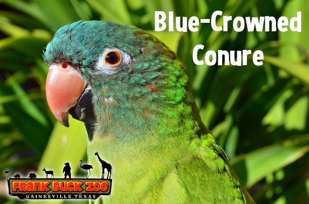 Blue-Crowned Conure