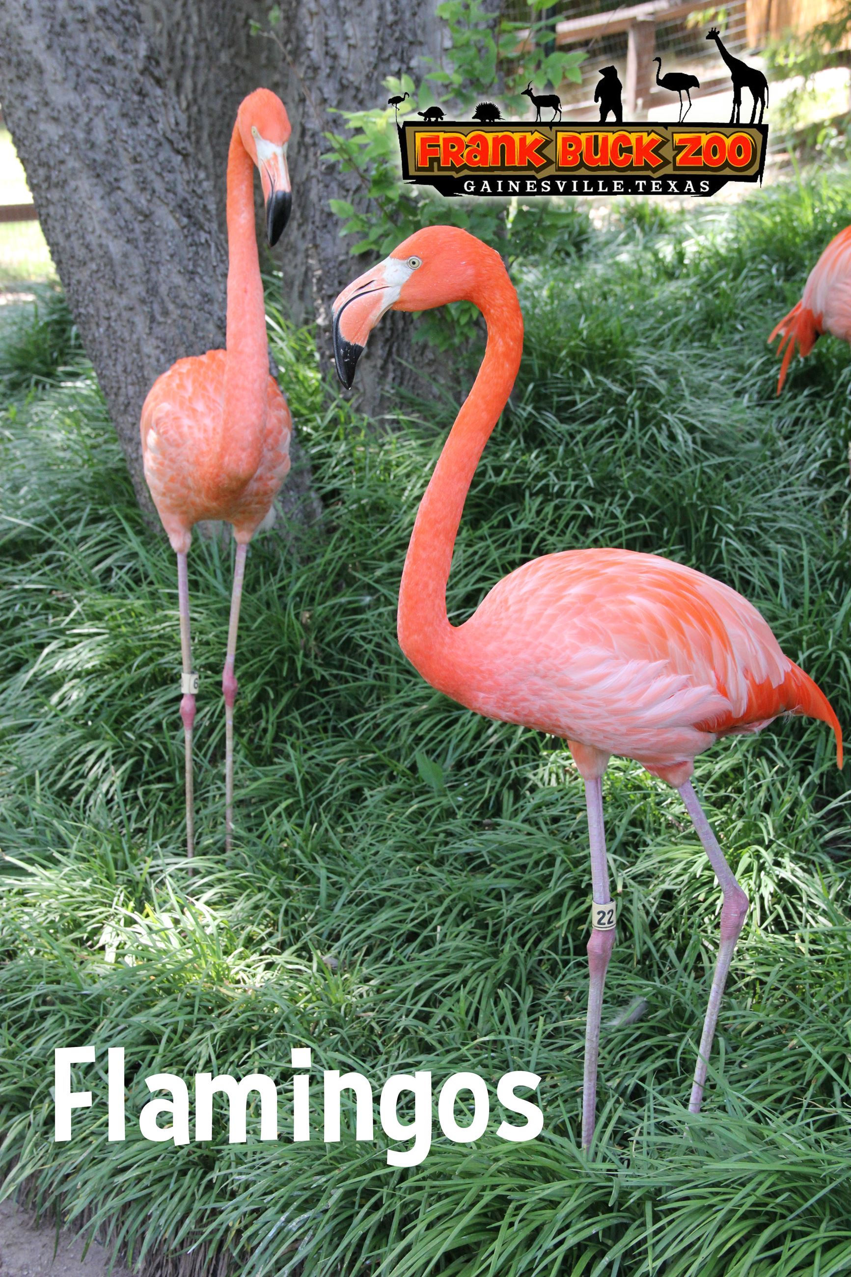Flamingos