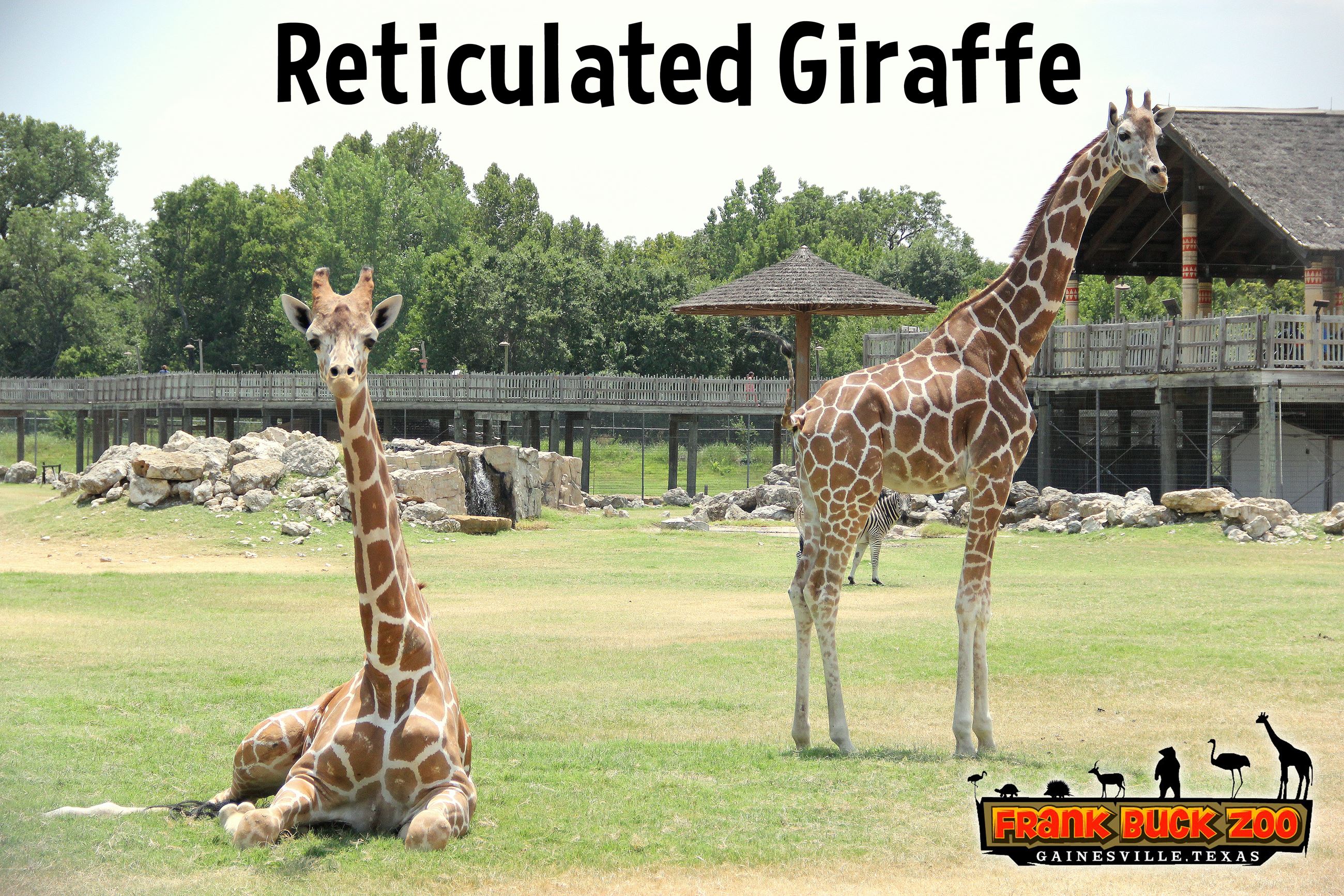 Reticulated Giraffe