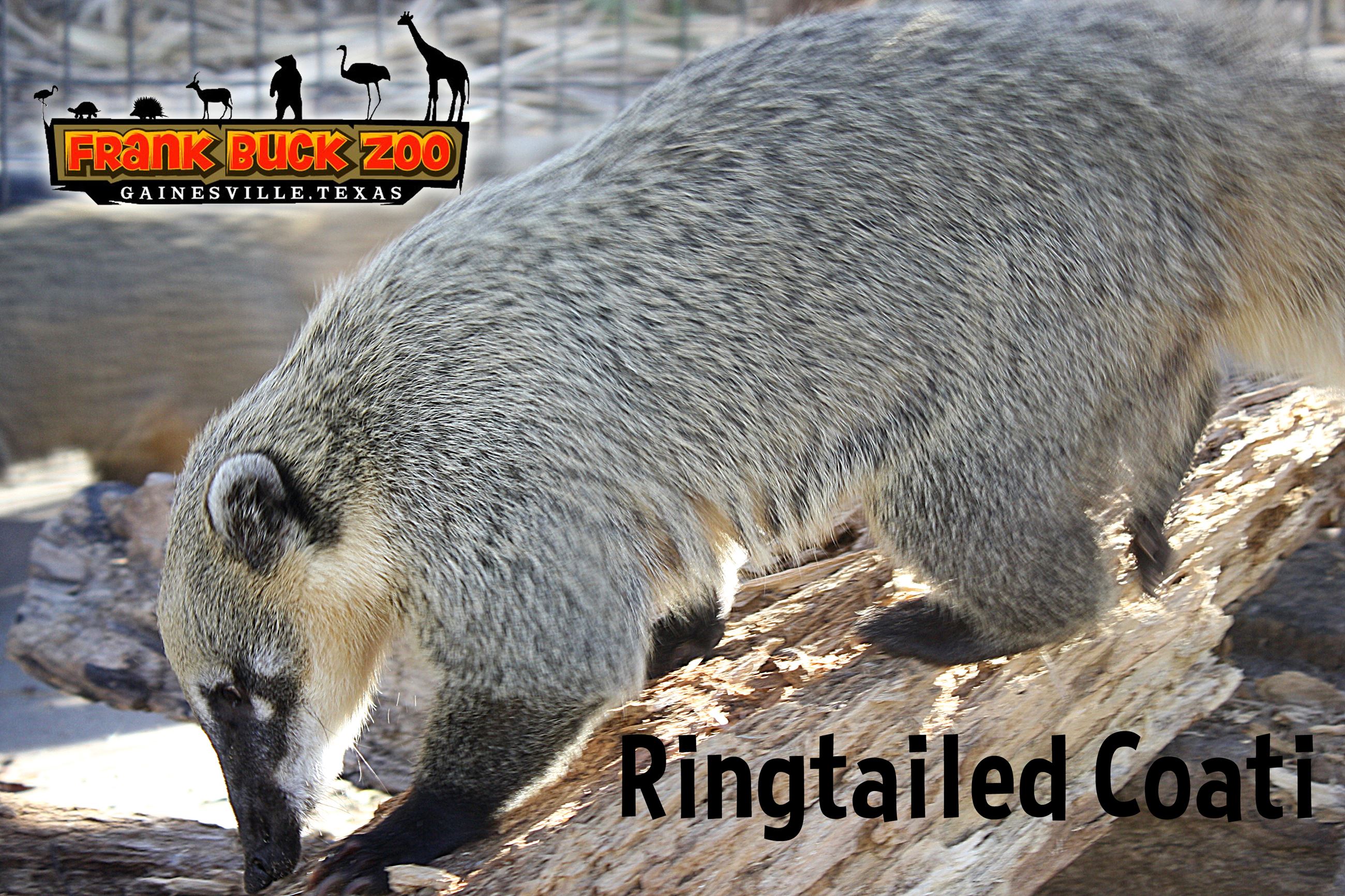 Ringtailed Coati