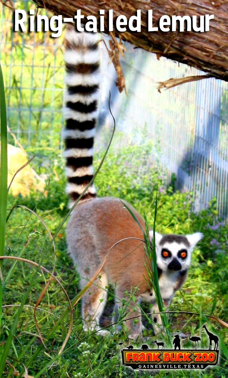 Ring-tailed Lemur