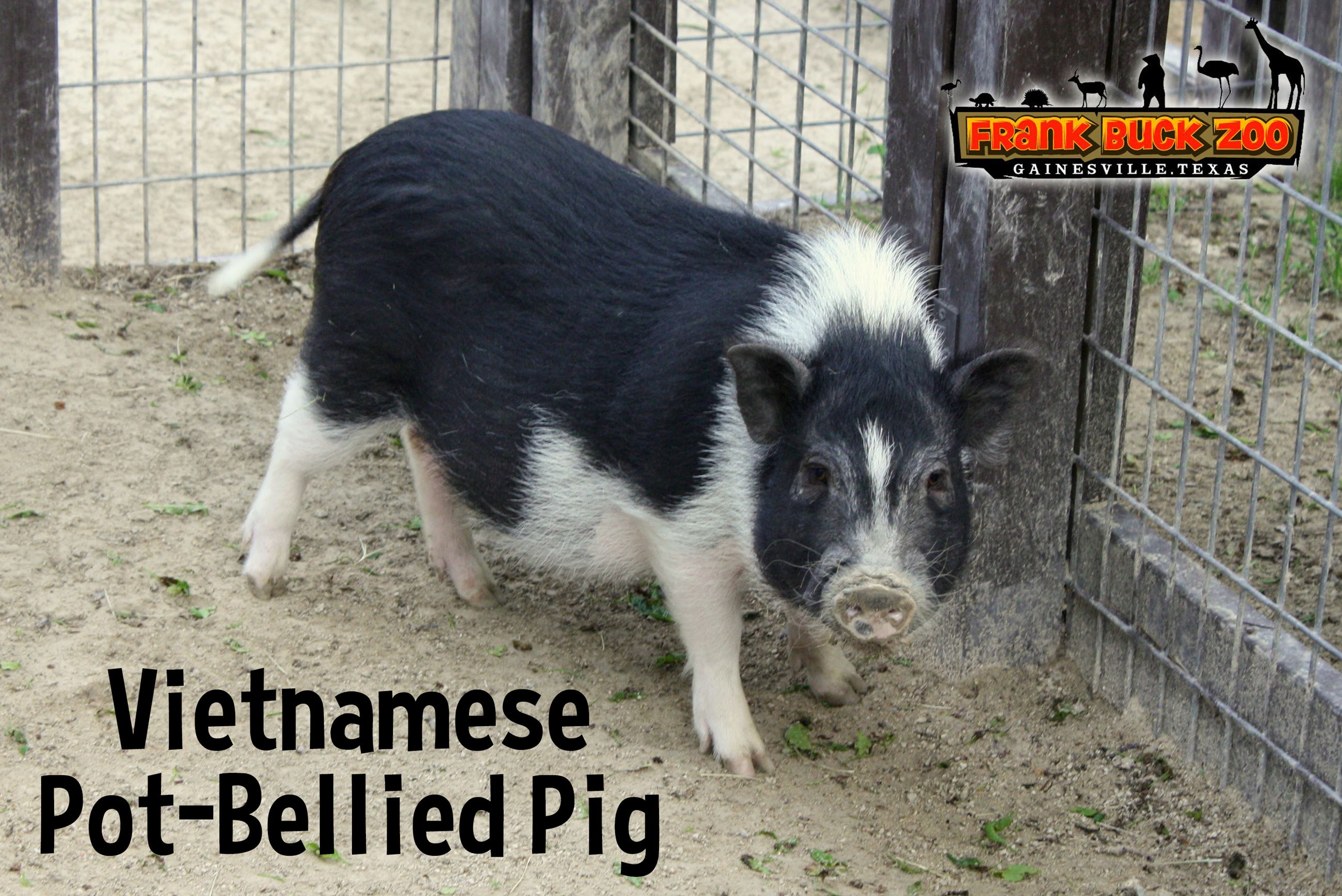 Vietnamese Pot-Bellied Pig