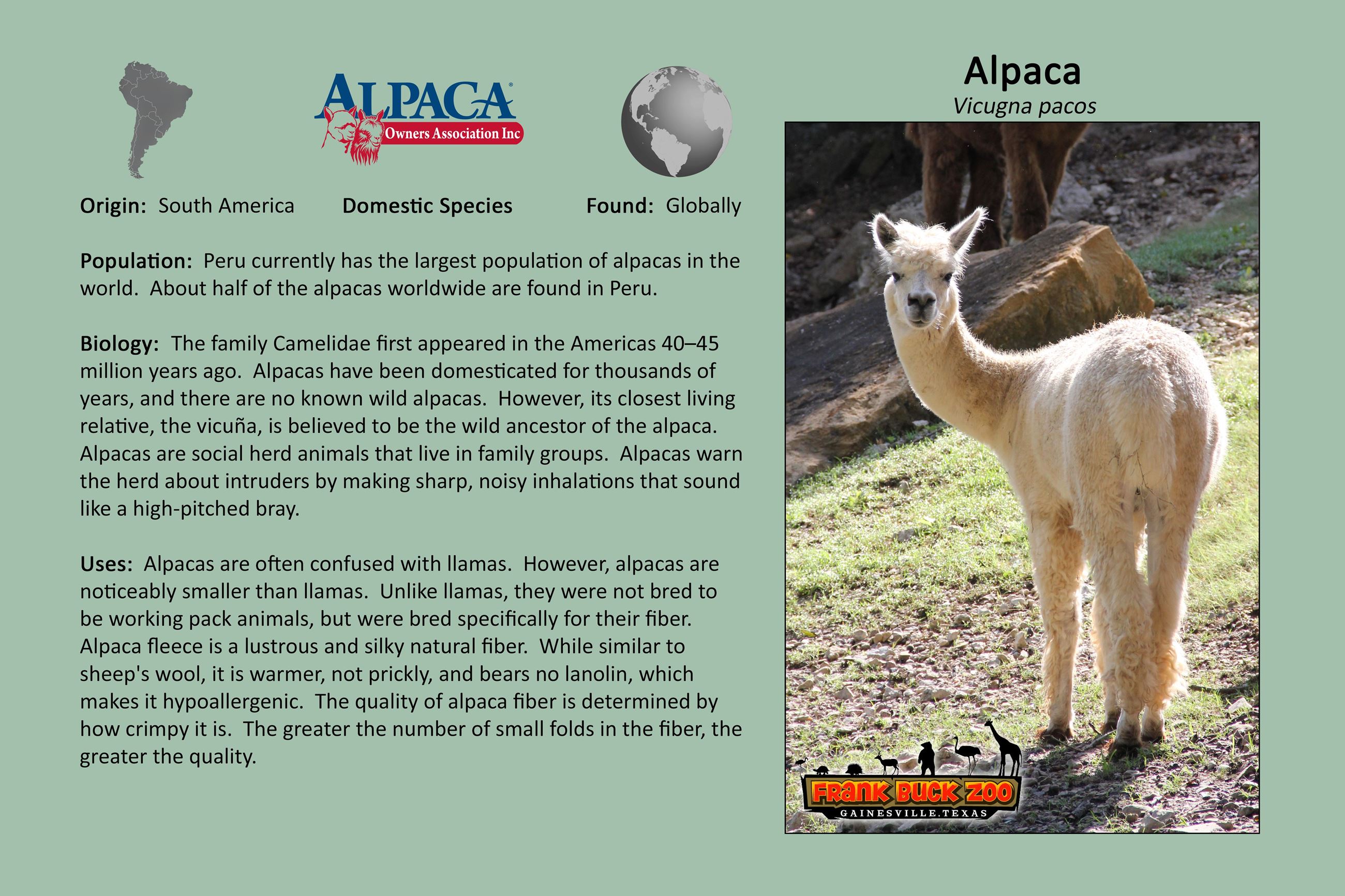 Alpaca