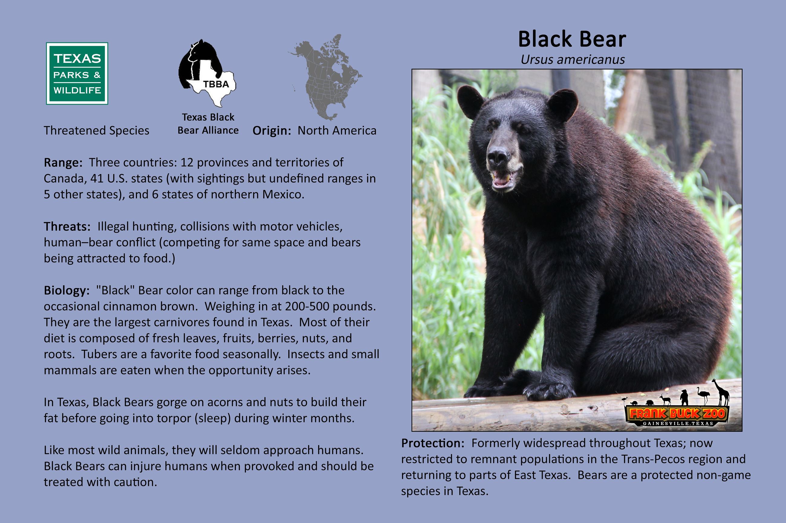 Black Bear