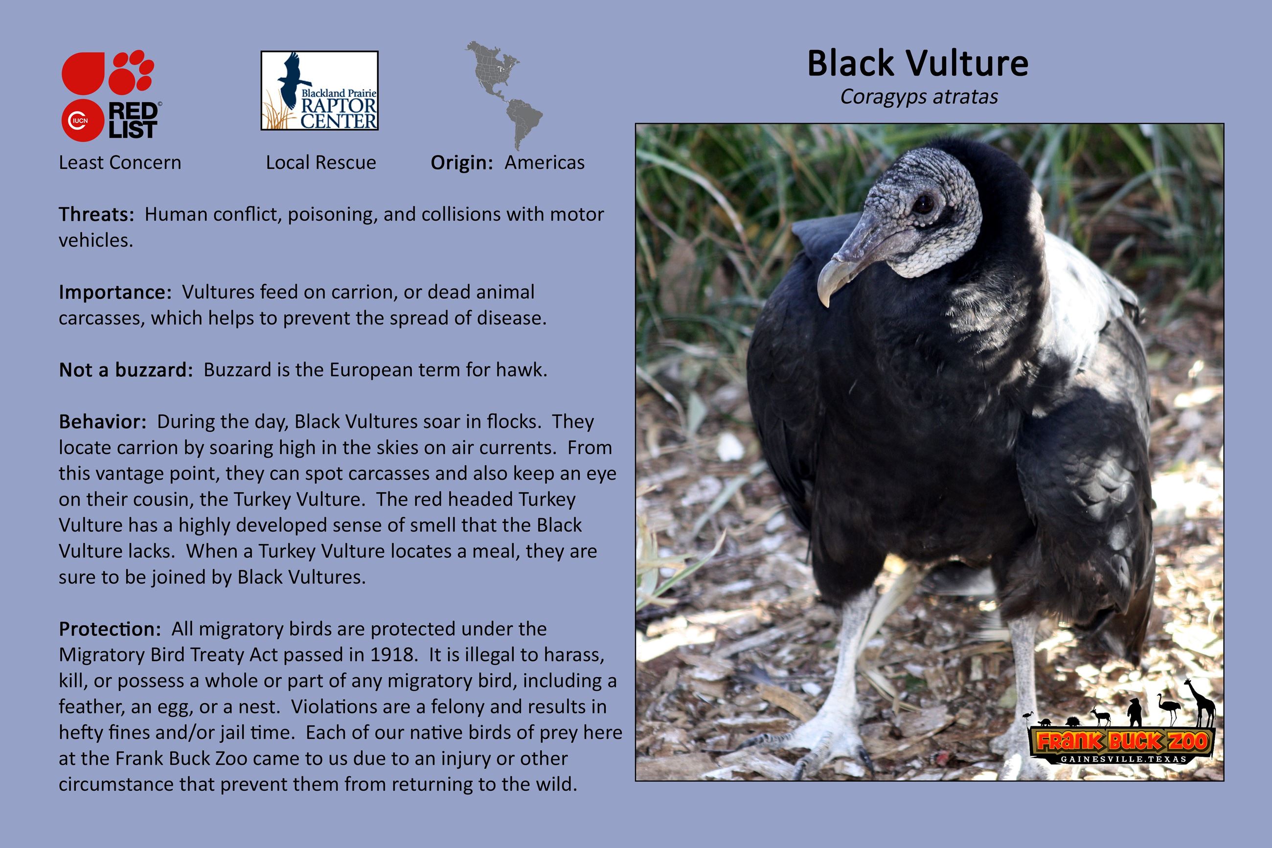 Black Vulture