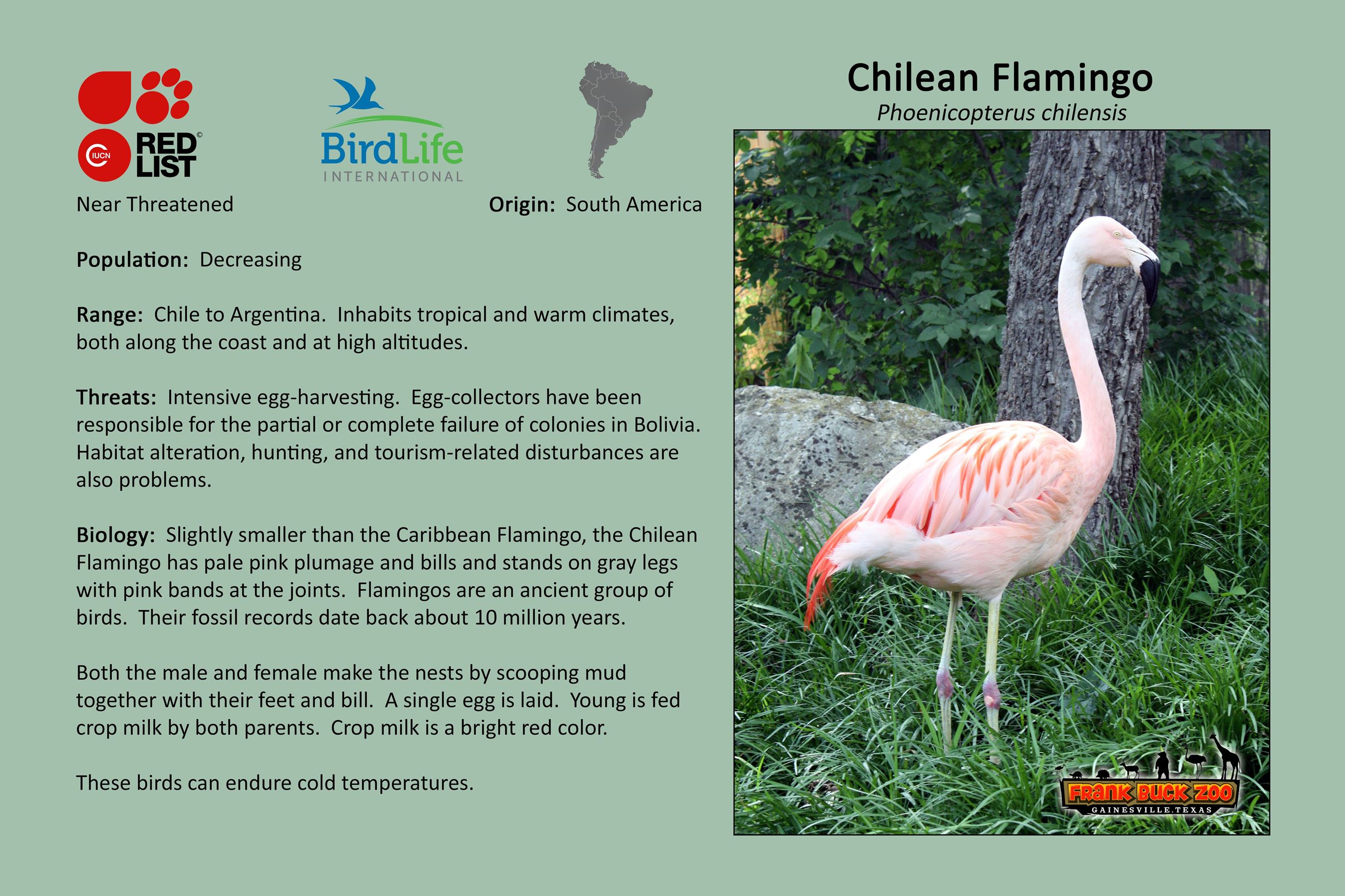 Chilean Flamingo