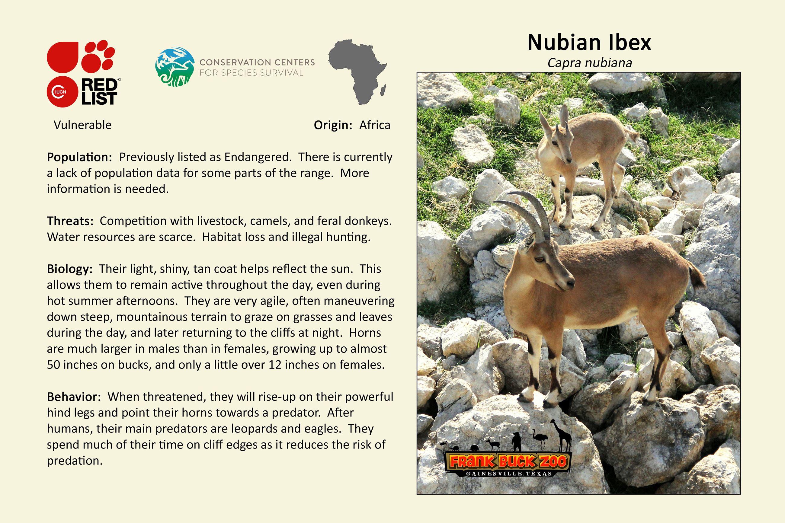 Nubian Ibex