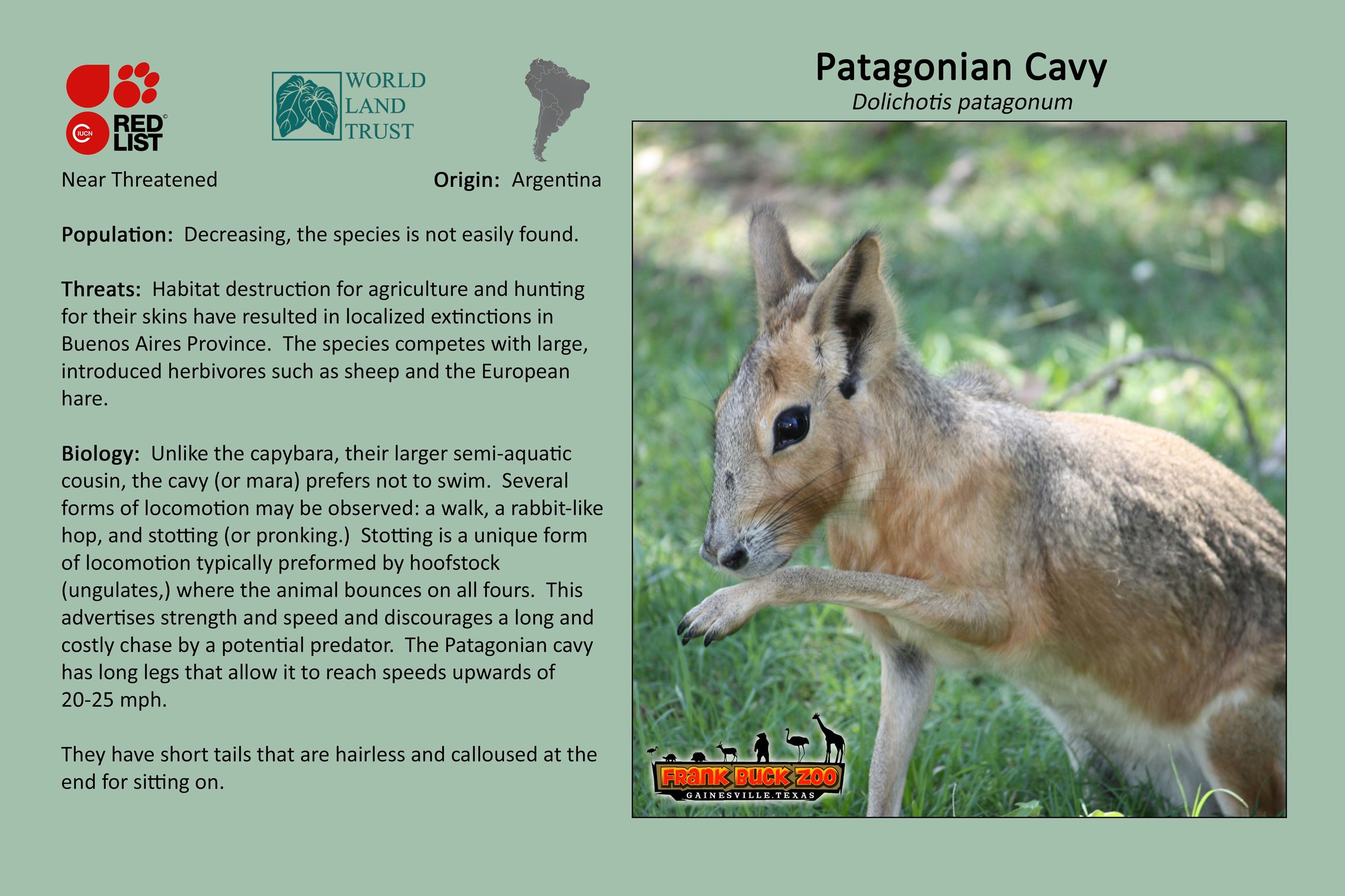 Patagonian Cavy