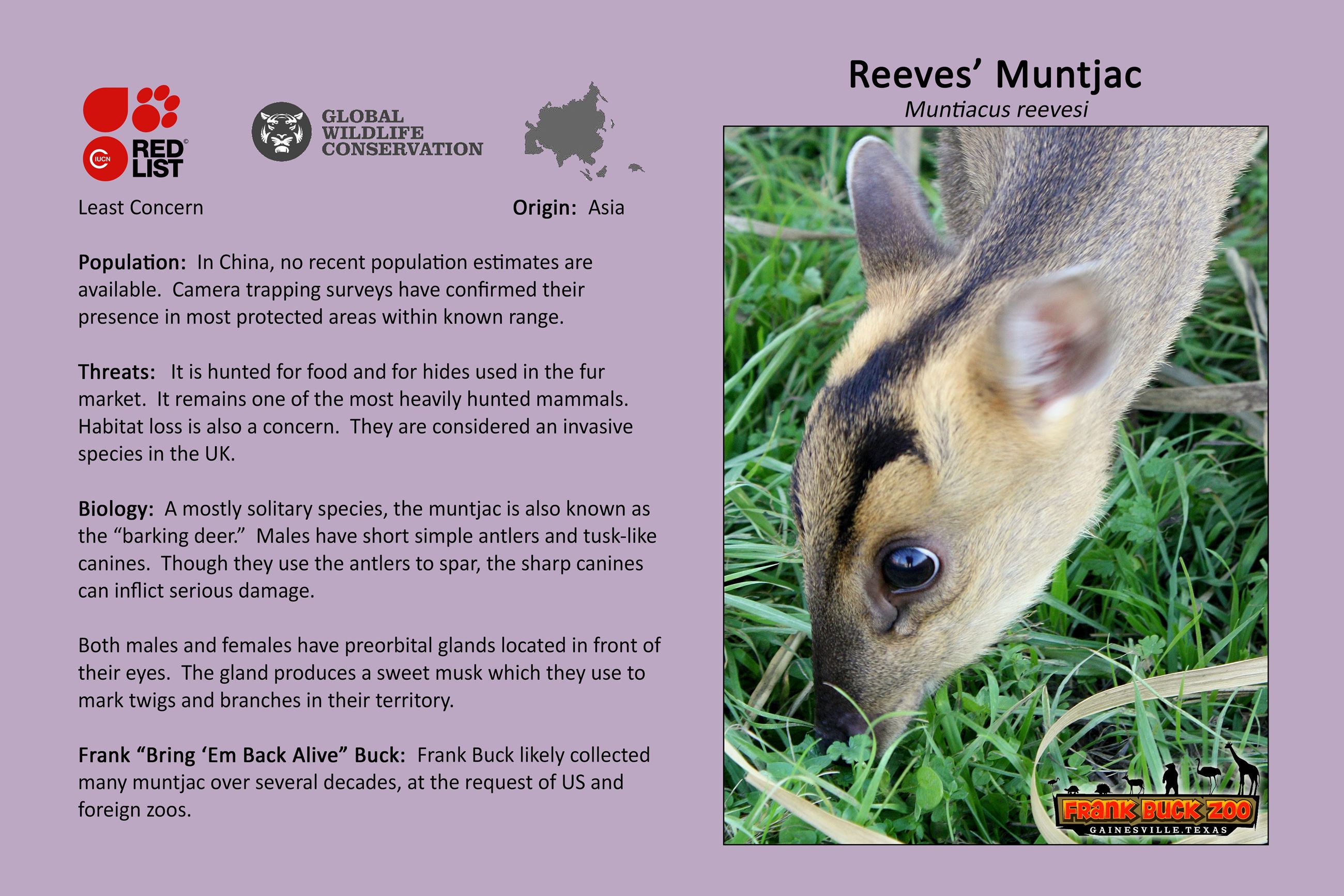 Reeves Muntjac