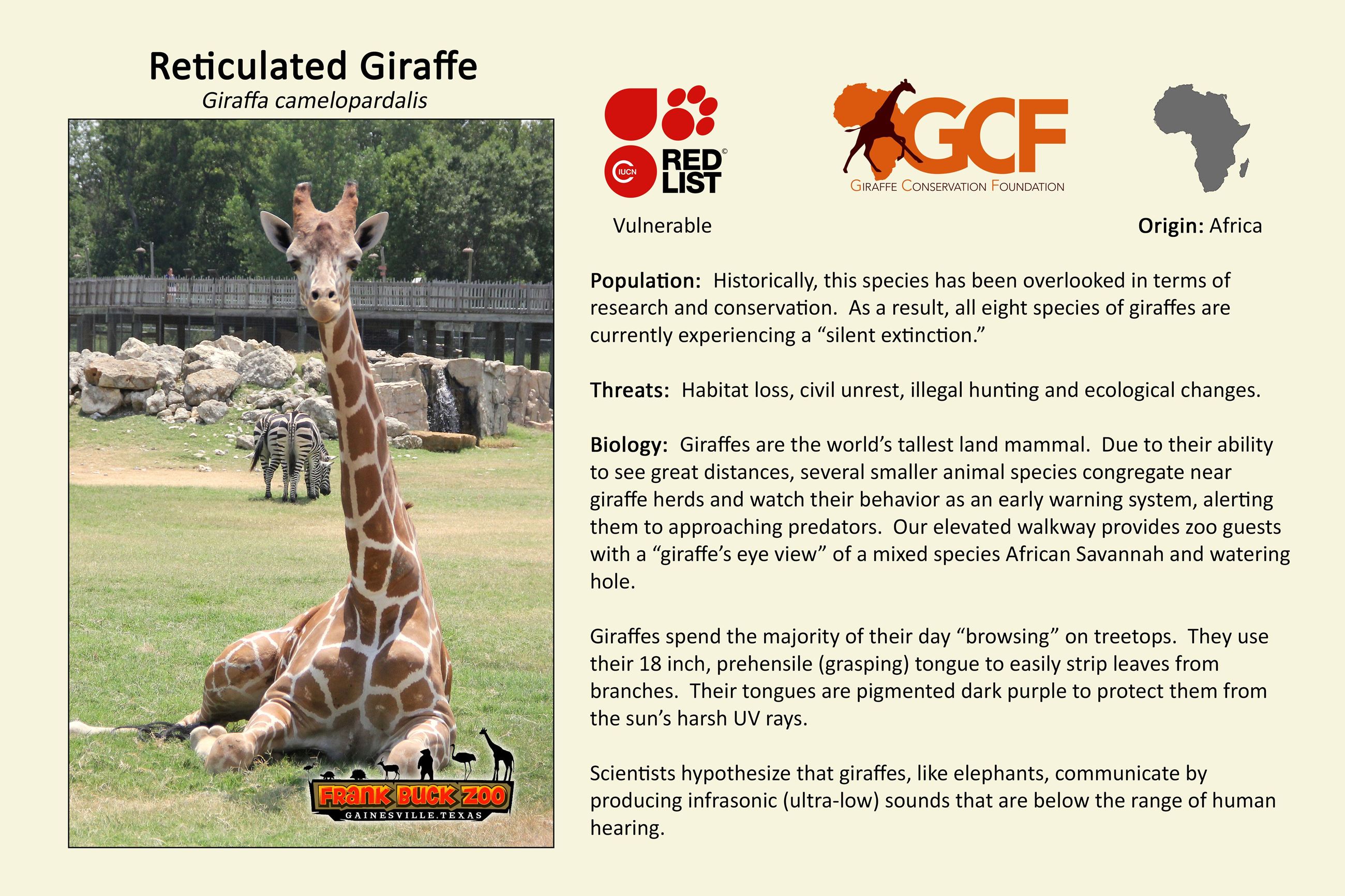 Giraffe