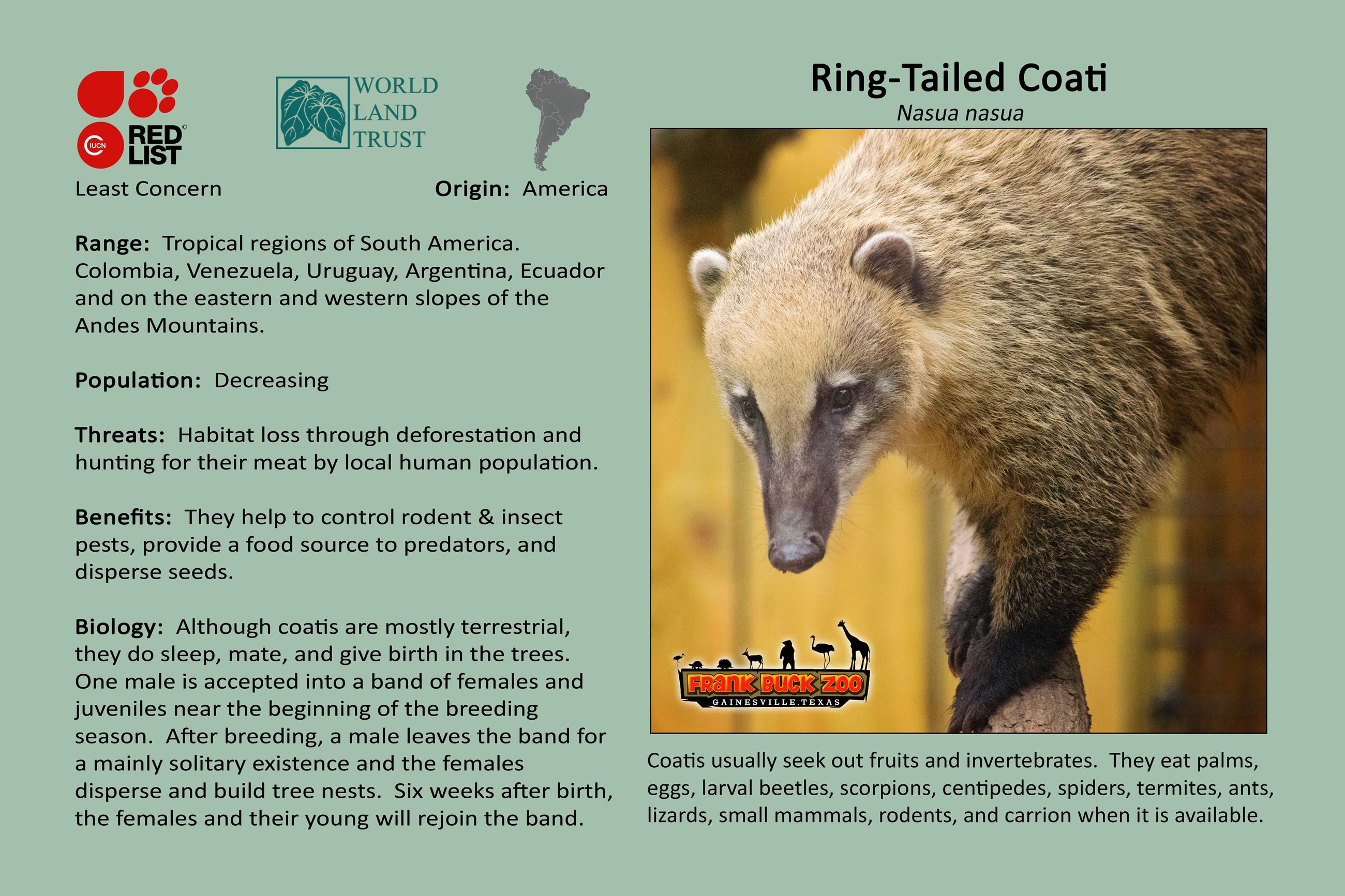Ringtailed Coati