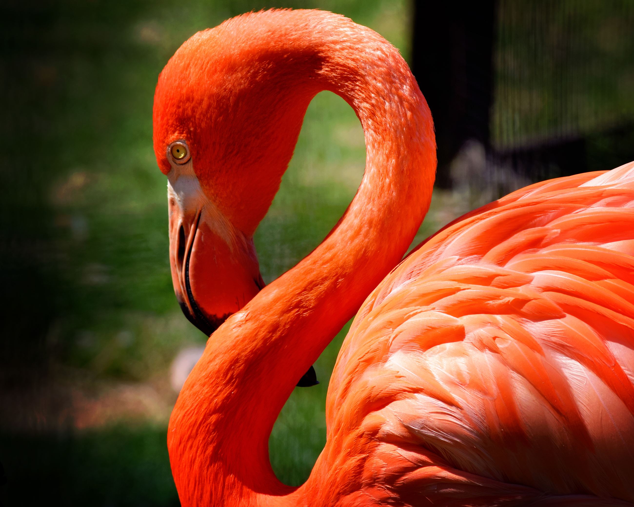 Elizabeth Kemp - flamingo1 - 3.15.18